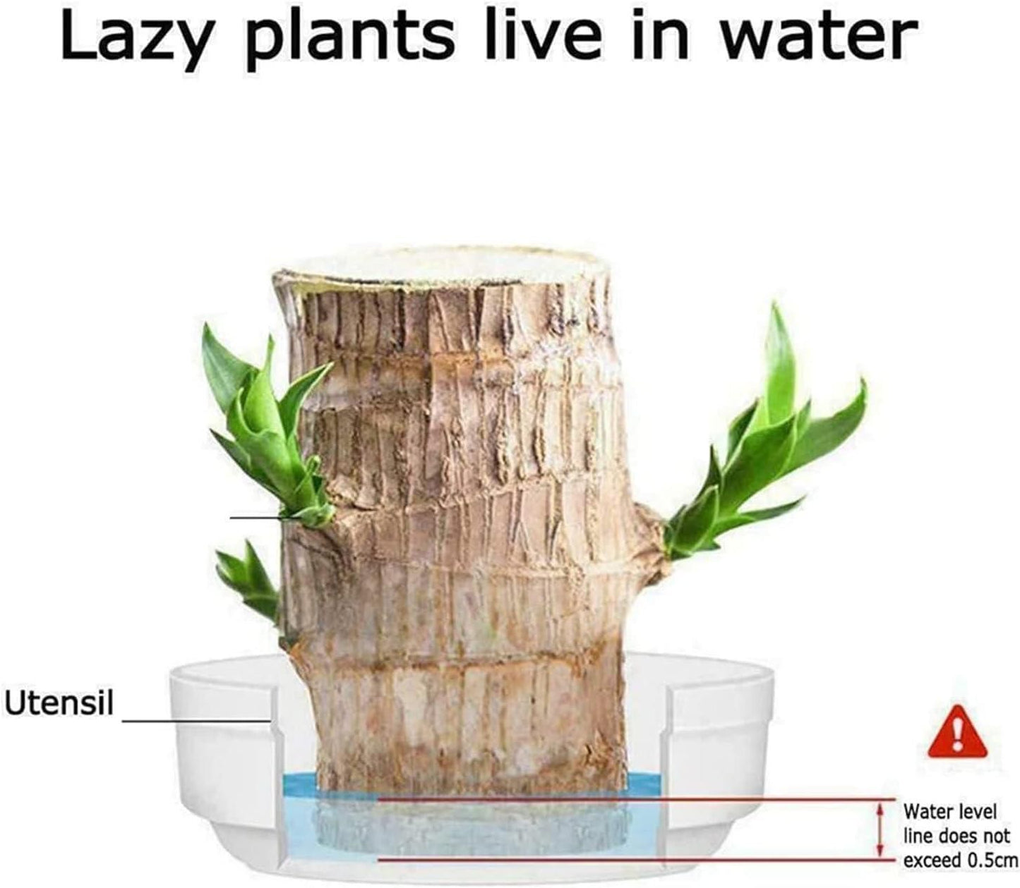Munafa Brazilian Lucky Wood, Mini Home Plant Decorations