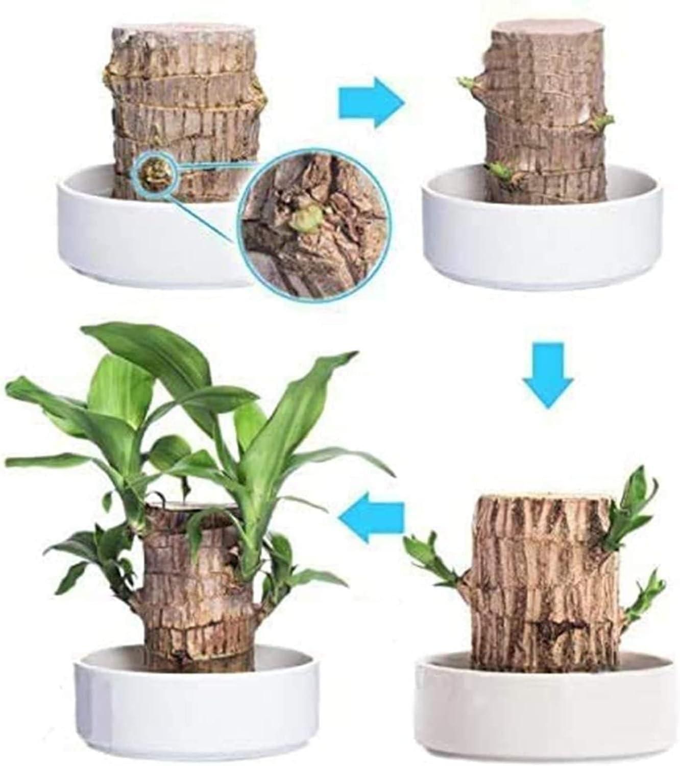 Munafa Brazilian Lucky Wood, Mini Home Plant Decorations