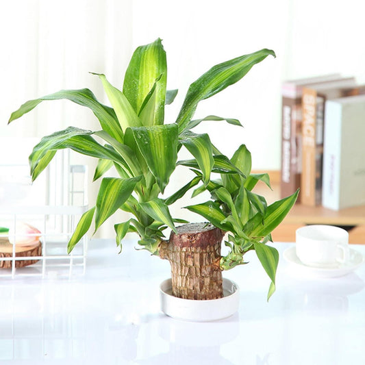 Munafa Brazilian Lucky Wood, Mini Home Plant Decorations