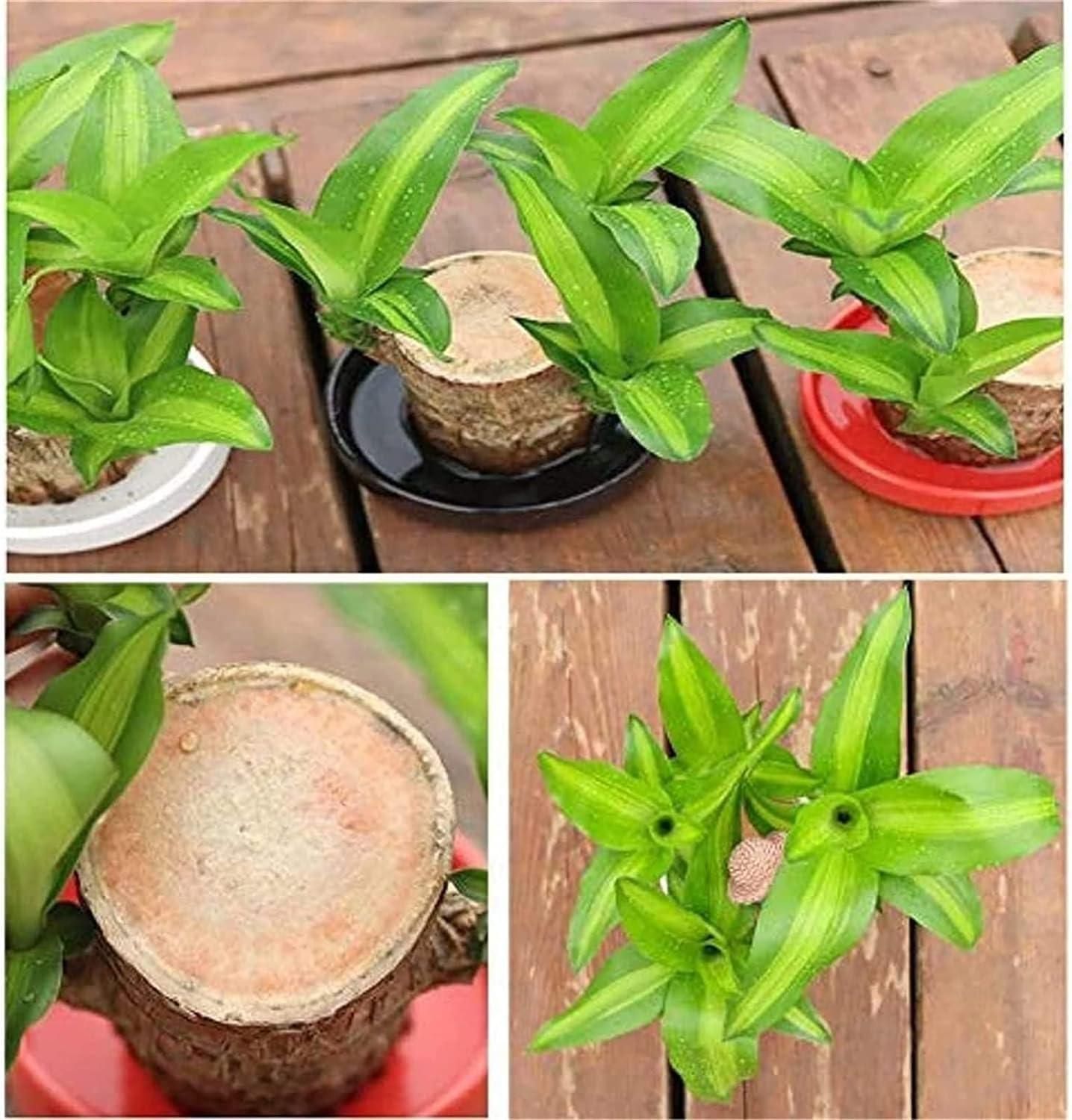 Munafa Brazilian Lucky Wood, Mini Home Plant Decorations