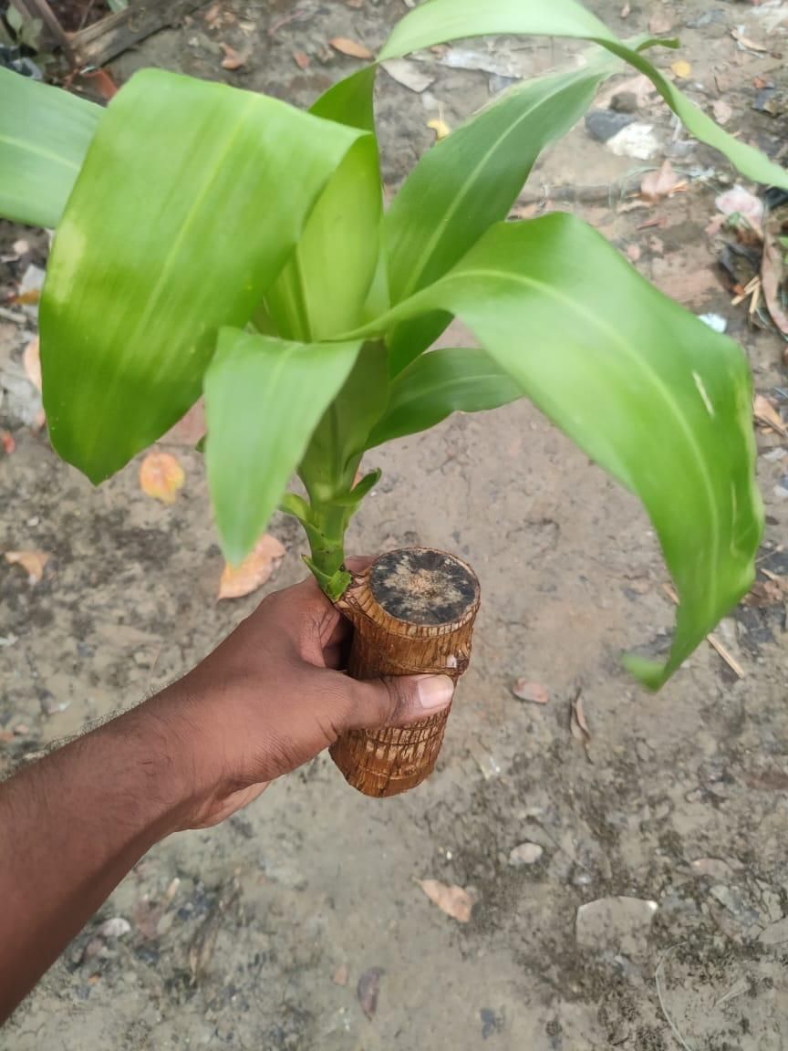 Munafa Brazilian Lucky Wood, Mini Home Plant Decorations